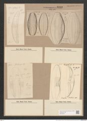 Amphora schmidtii Grun. (de-Toni-Nr.: Genus 36, Species 1666) Zeichnungen Sammlung Grunow Nr. 3192 (NHMW-BOT-W0370641)